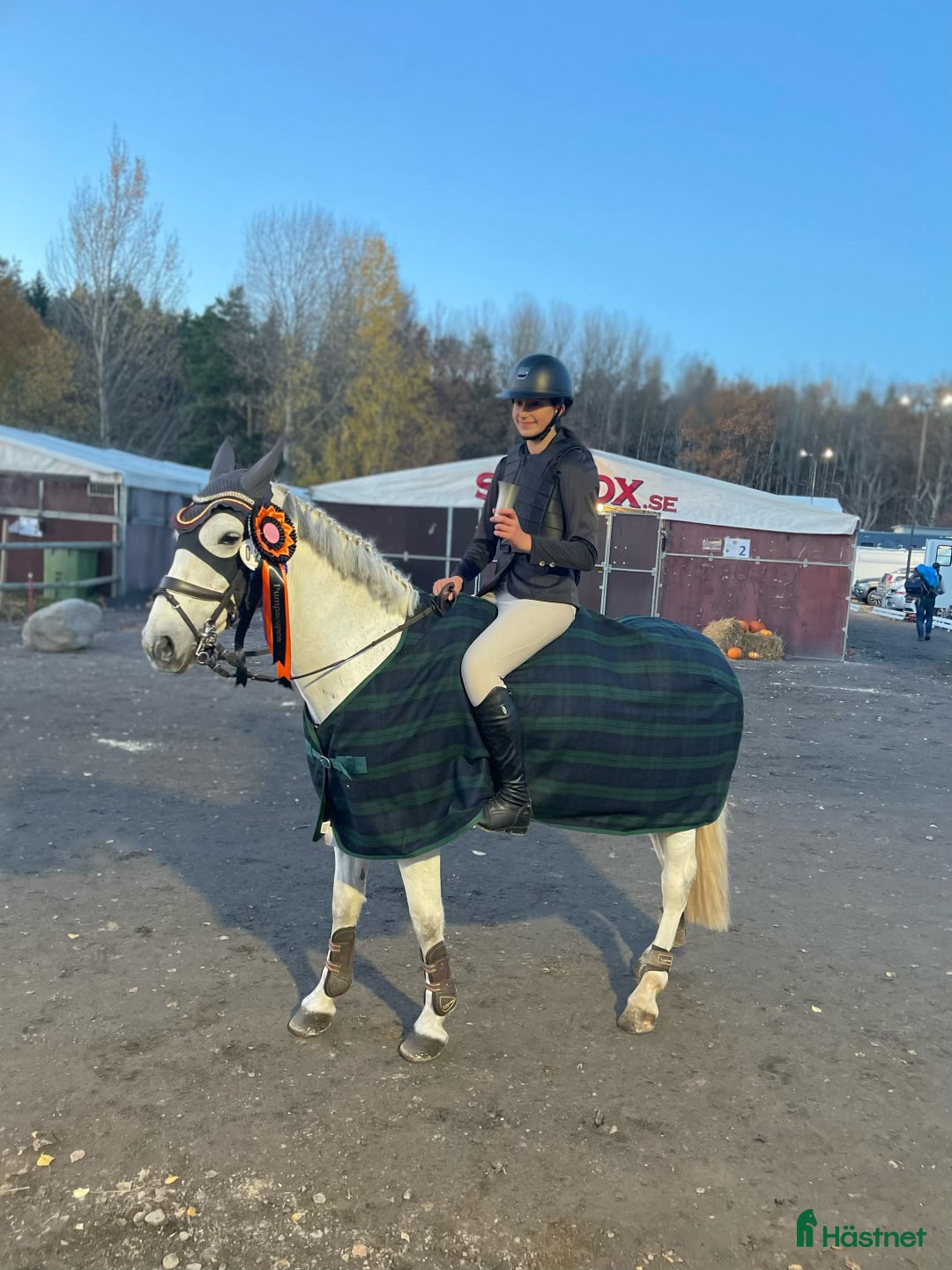 Hoppning hästar till salu: Guldponny  - Annons 2
