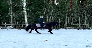  hästar i Kilafors - Annons 6