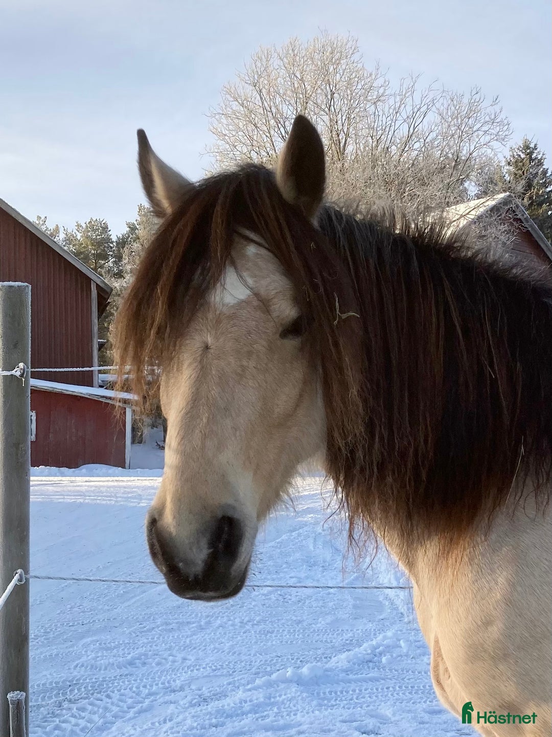 Allround hästar till salu: Qlara i Malgomaj - Annons 2