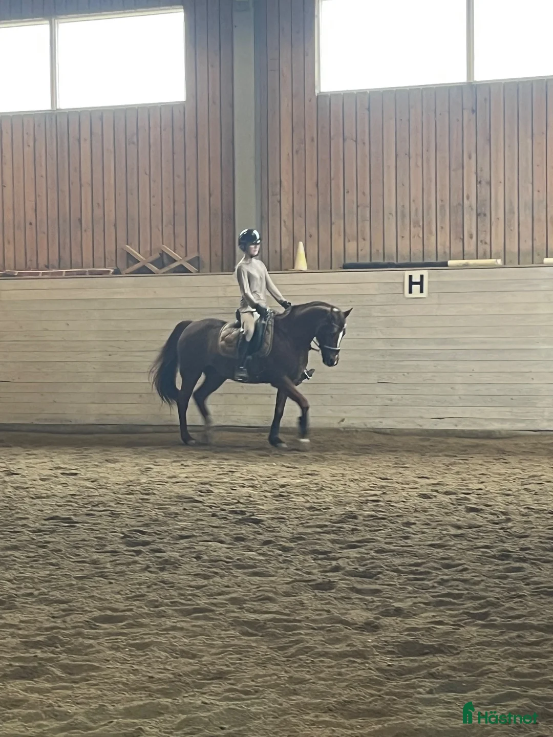 Allround hästar till salu: Trevlig c-ponny❤️ i Järvsö - Annons 1