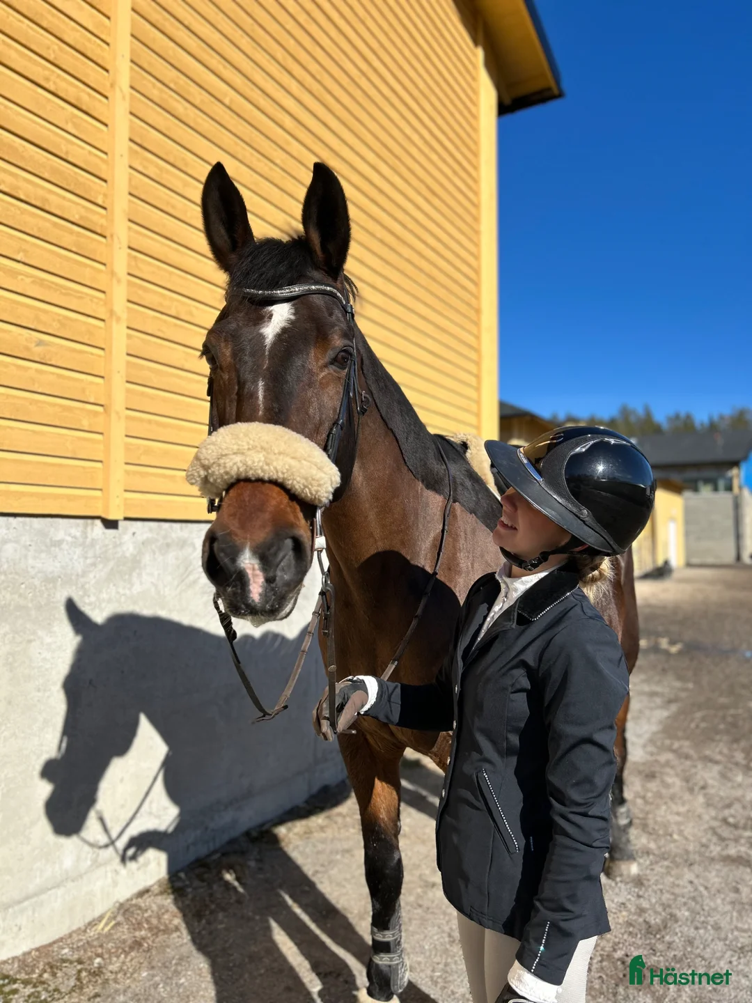 Allround hästar till salu: Underbar valack söker nytt hem i Ersmark - Annons 1