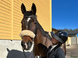 hästar Underbar valack söker nytt hem - Annons 16