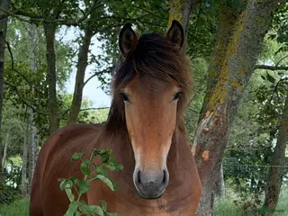 hästar Frieser/ardenner - Annons 2