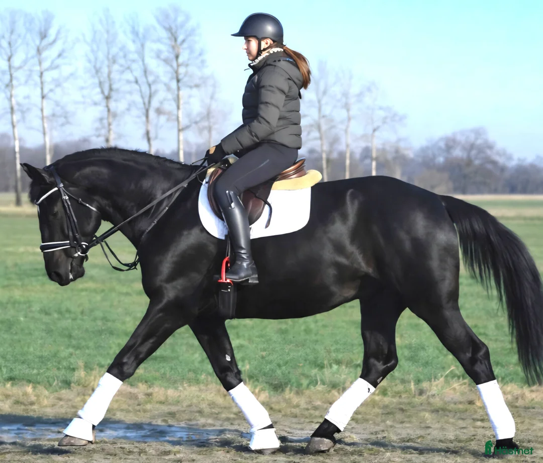 Allround hästar till salu: A real special black Bombproof for New Year - Annons 4