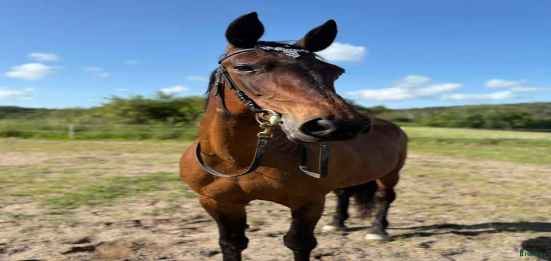 Galleribild {{count}}