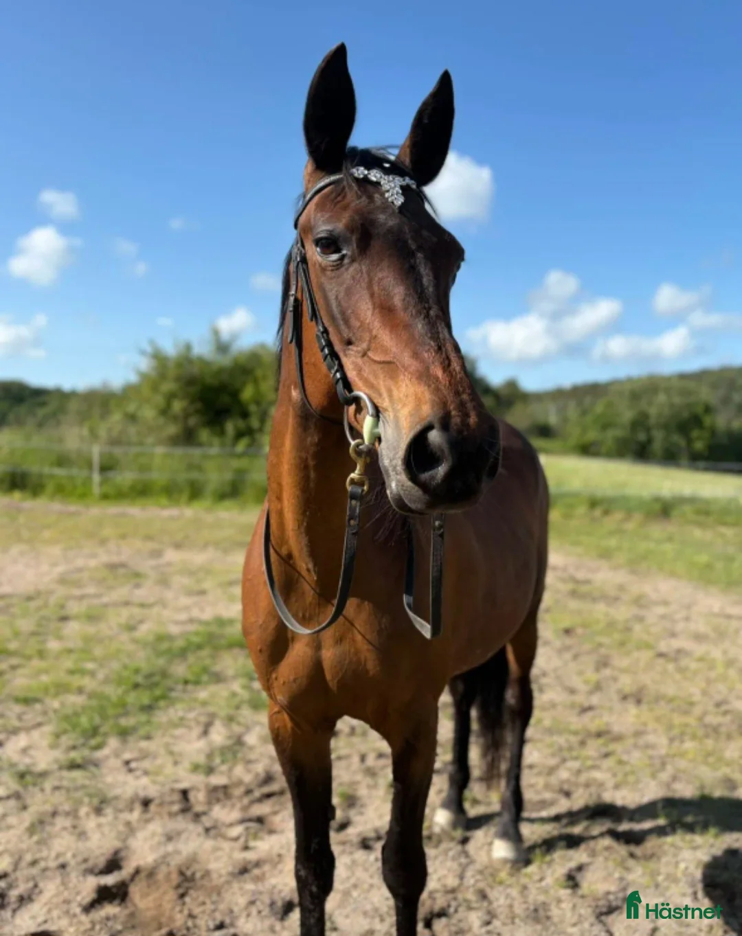 Galleribild {{count}}