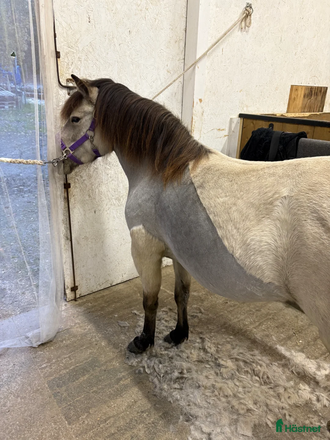 Trav hästar till salu: 5-årigt diplomsto med travstam - Annons 1