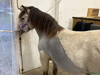 hästar 5-årigt diplomsto med travstam - Annons 1