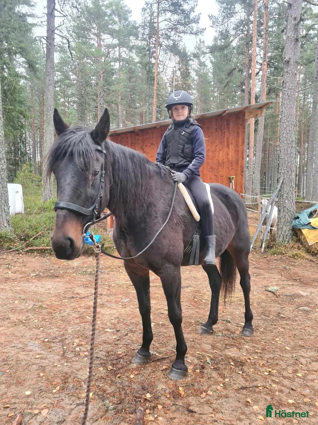 Allround hästar till salu: Vacker ridtravare i Järvsö - Annons 1