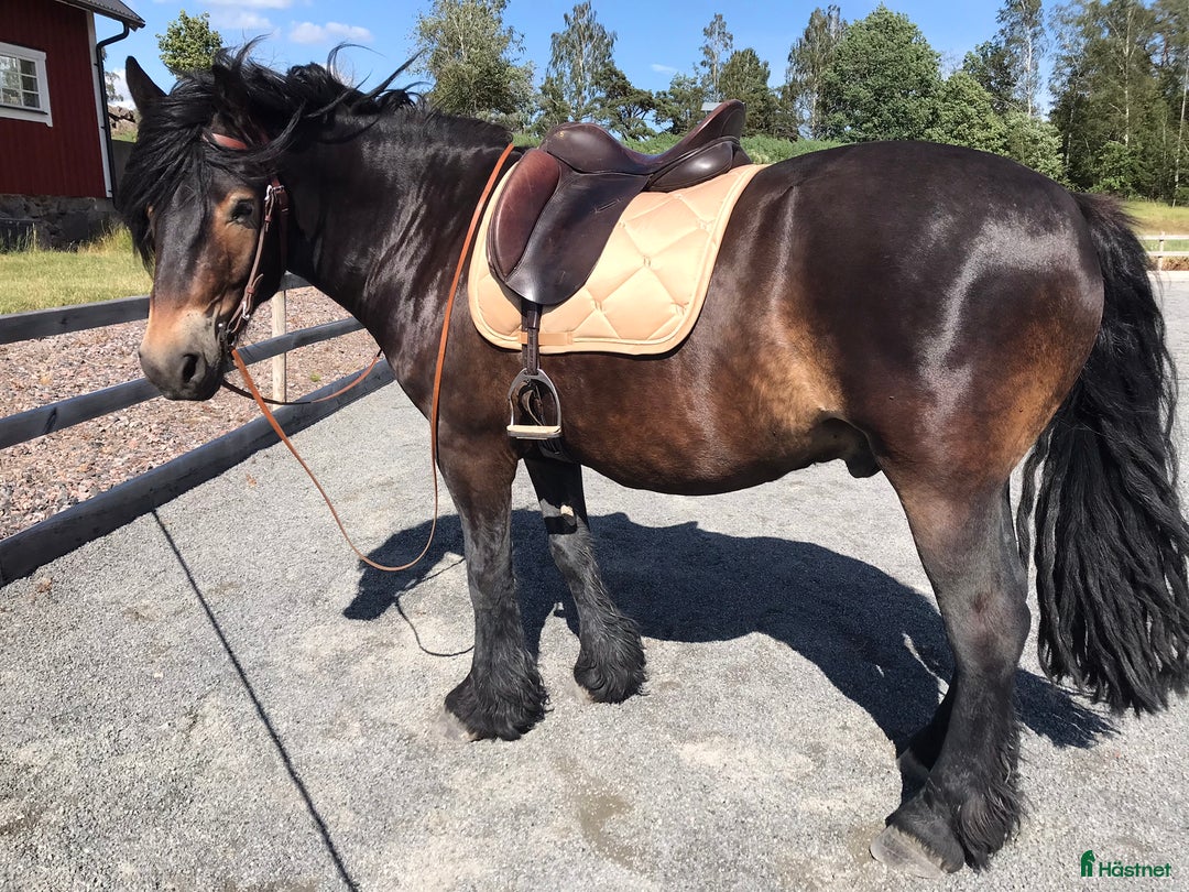 Sadlar hästutrustning till salu: Fin Spalding dressyrsadel  i Sturefors - Annons 3