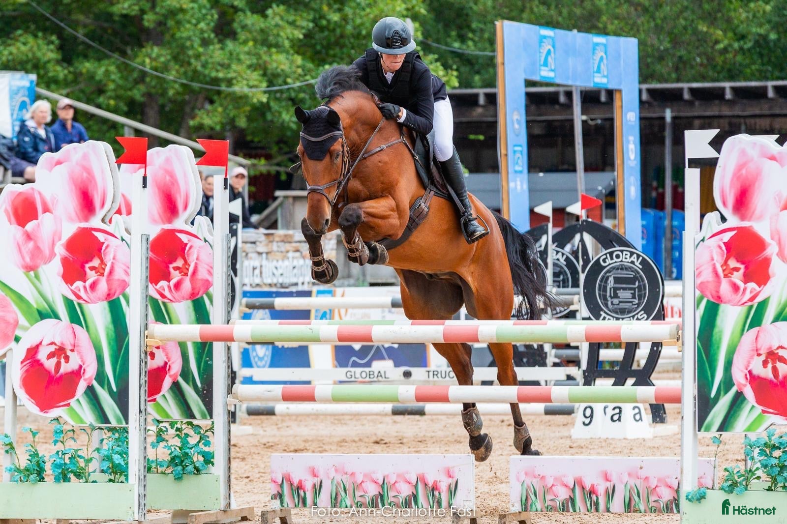  hästar Trevlig 9-årig hopphäst med kapacitet - Annons 16