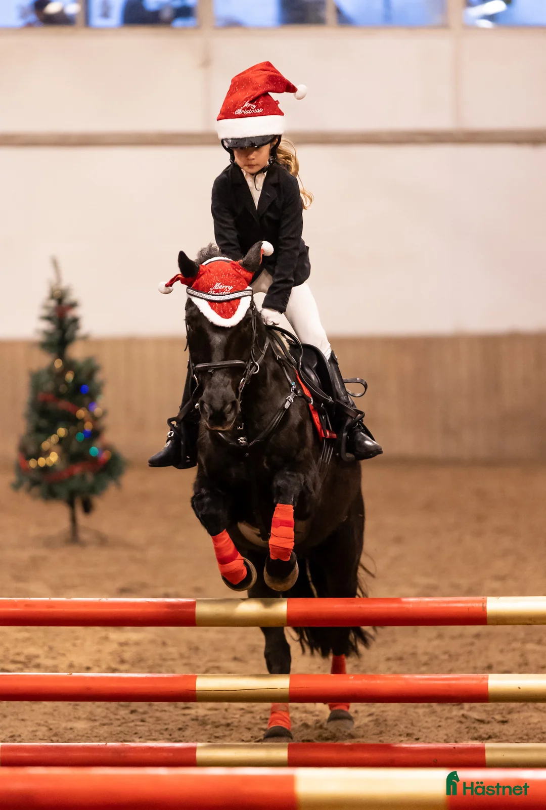 Hoppning hästar till salu: Fantastisk dubbelt begåvad ponny i Helsingborg - Annons 3