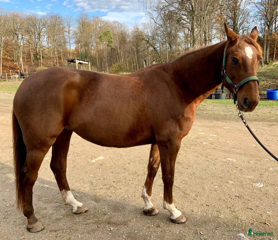 Allround hästar till salu: Stor häst i litet format  i Ljungbyhed - Annons 3