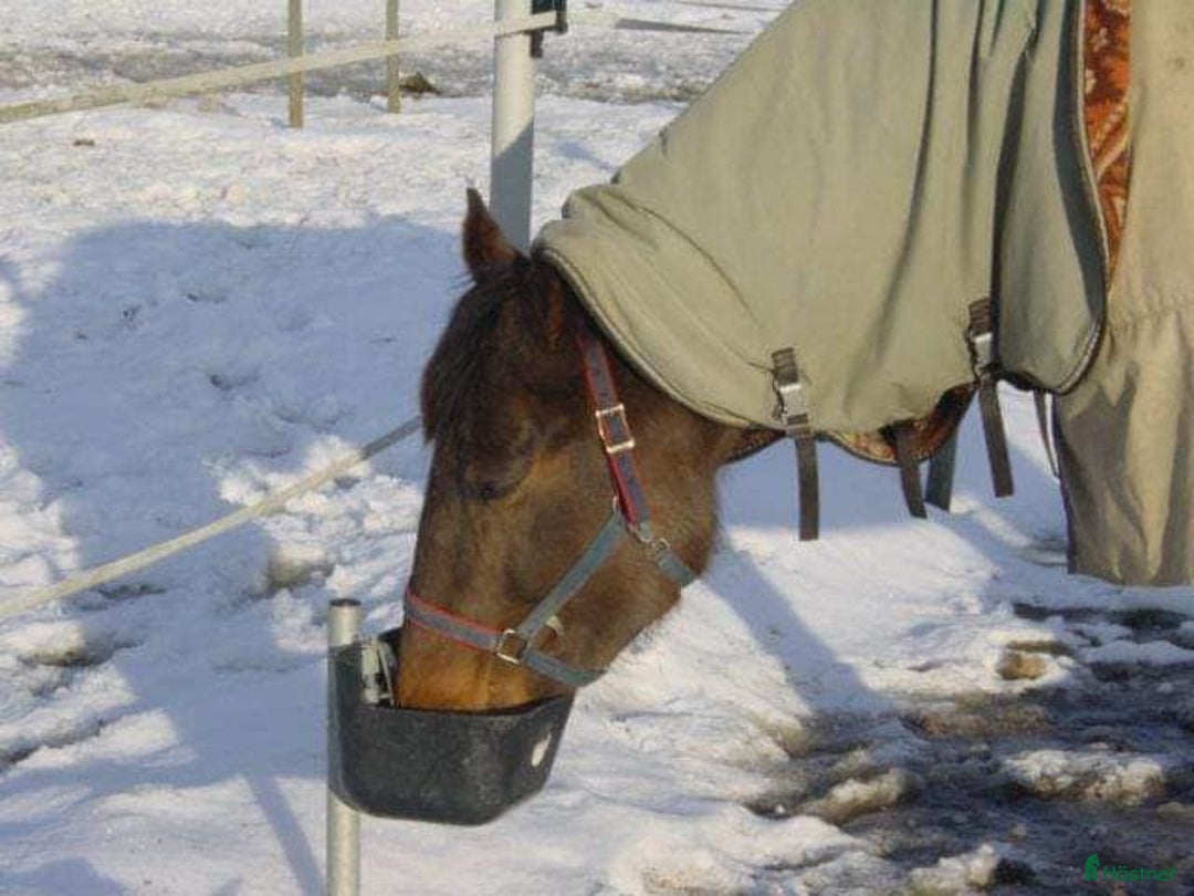  stallplats finnes: Stallplats Box ledig, Ekerö kommun i Skå - Annons 12