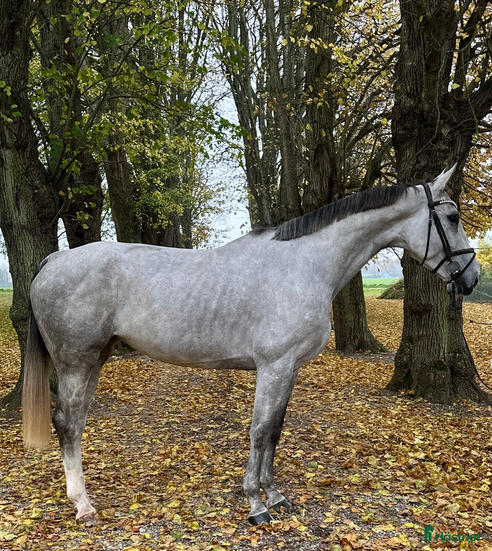  hästar Lovende 6 års  - Annons 4