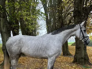 hästar Lovende 6 års - Annons 4