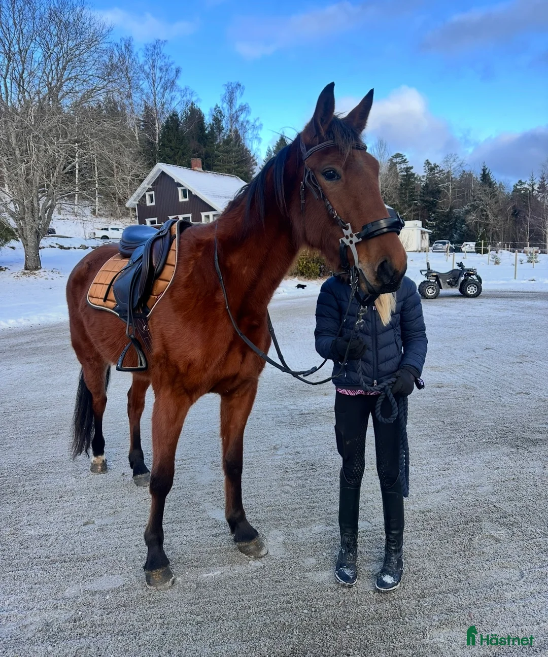 Allround hästar till salu: Sto gis bort!! Oldefar:Scarlet Knight (US)98 i Strömstad - Annons 2