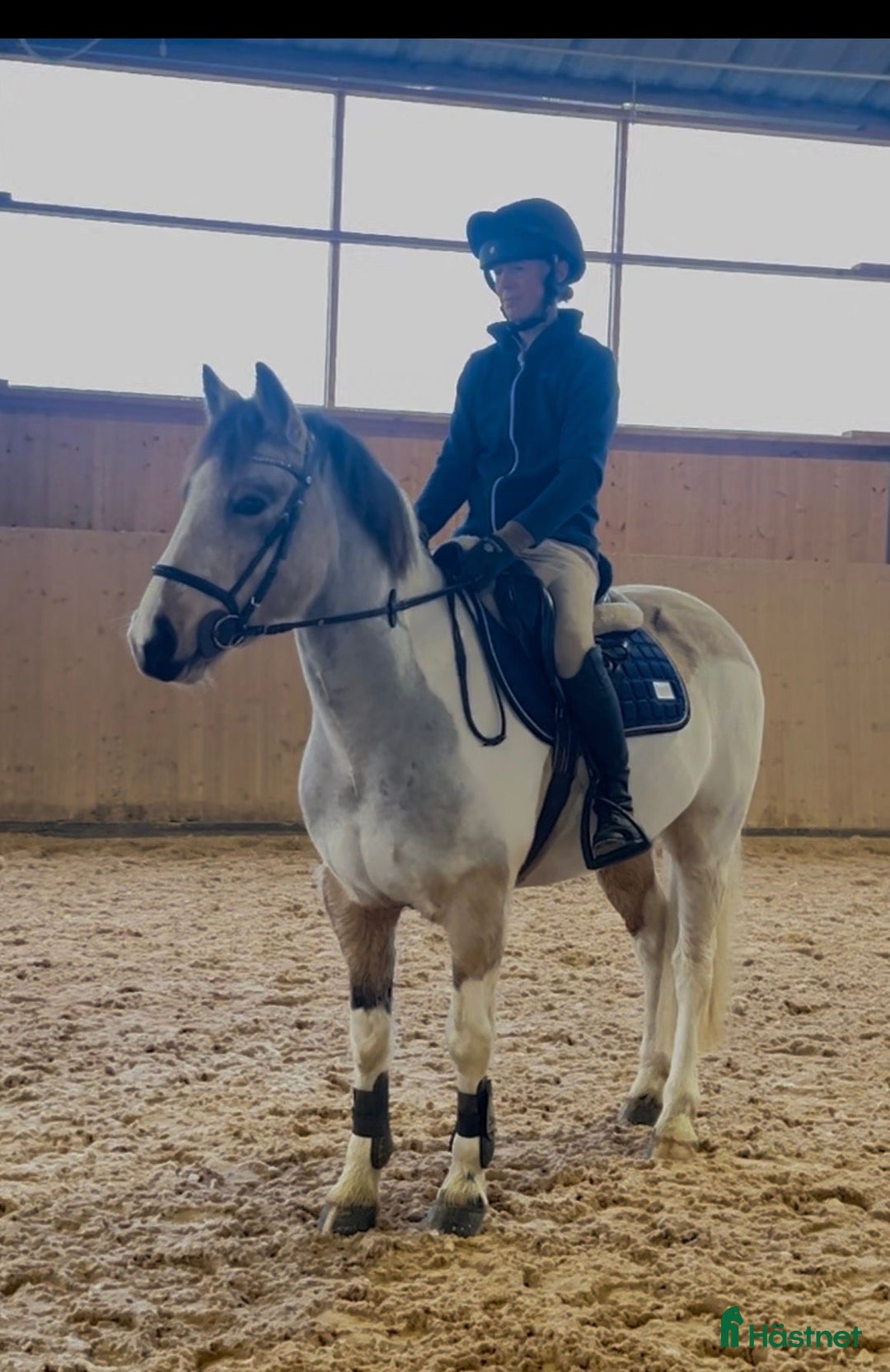 Hoppning hästar till salu: En liten pärla!  i Kågeröd - Annons 2