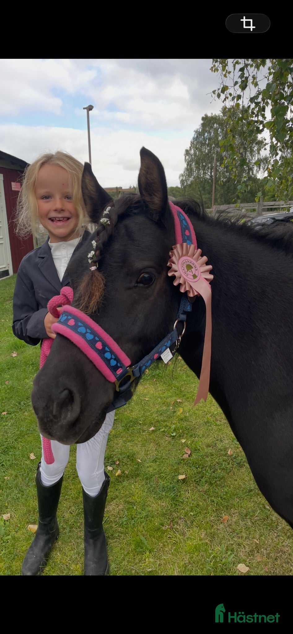  hästar En vän att lita på! - Annons 2