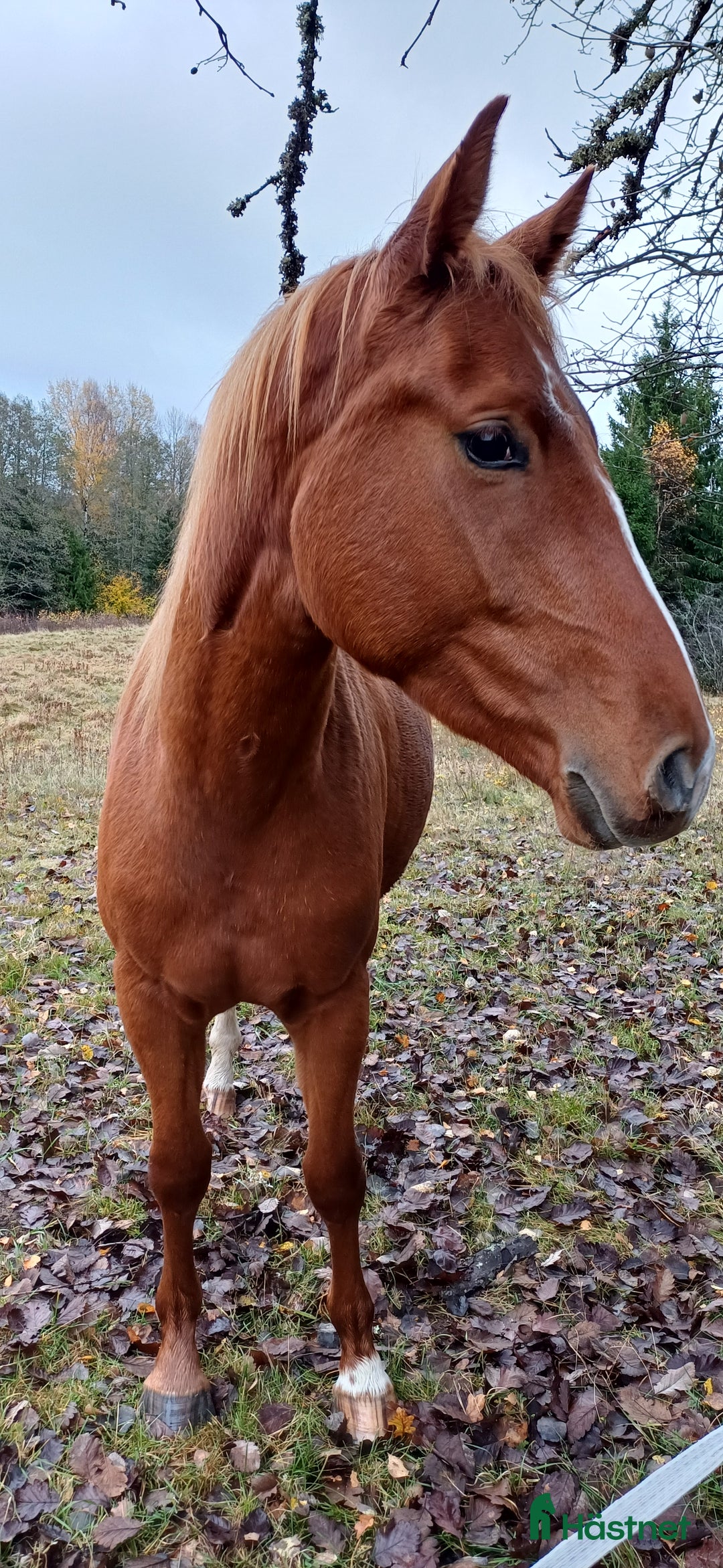 Allround hästar till salu: Unghäststo  i Rörvik - Annons 3