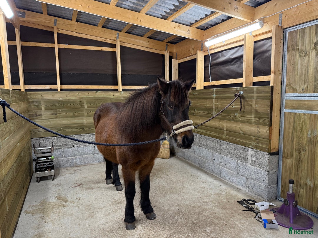  stallplats finnes: Granetorps Framtid 🥰 - lösdrift för islandshästar i Tyringe - Annons 3