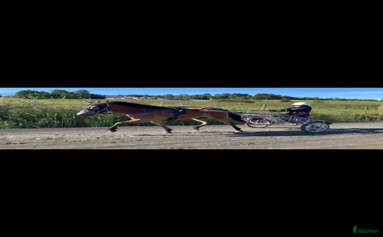  hästar Diplomsto till ponnytrav i Kungsbacka - Annons 11