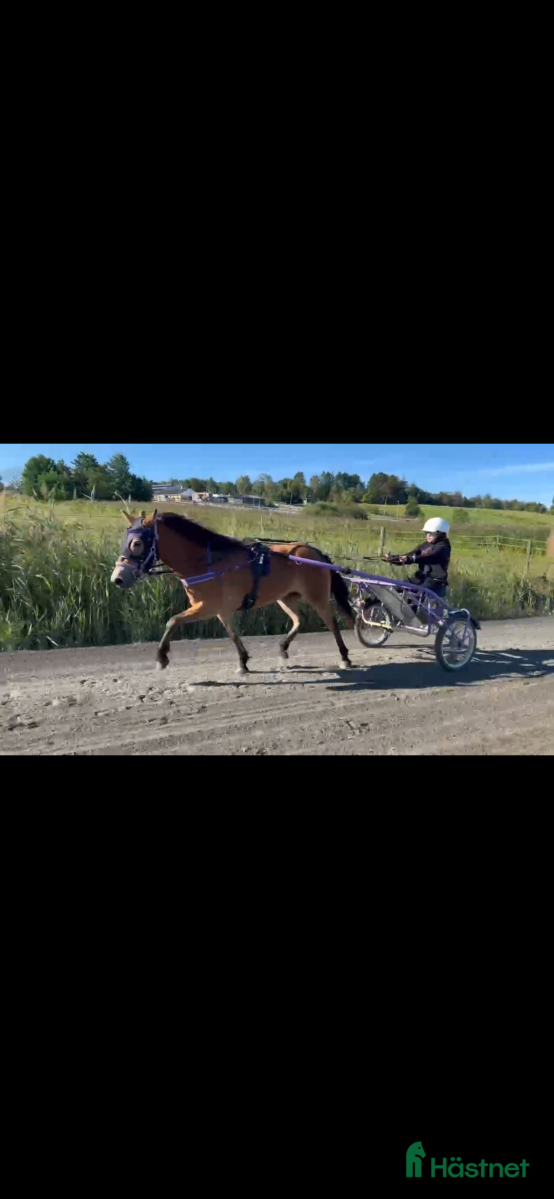 Trav hästar till salu: Allround/ponnytrav/ Diplomsto  - Annons 2