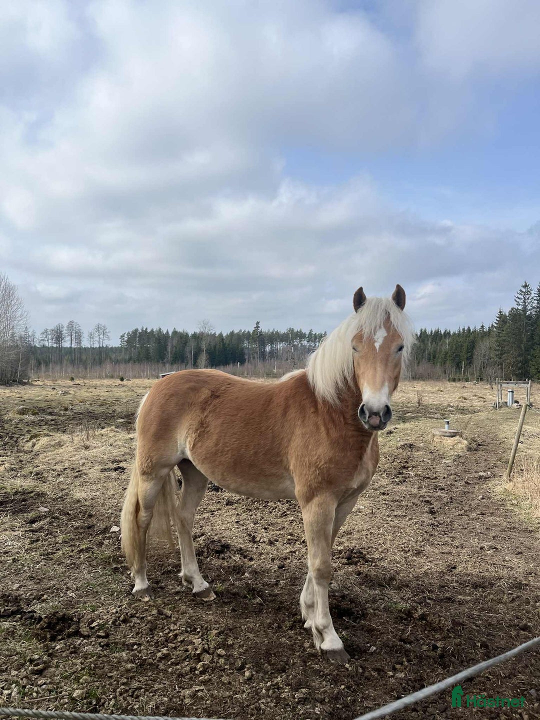 Allround hästar till salu: Haflingersto  i Sandsjöfors - Annons 4