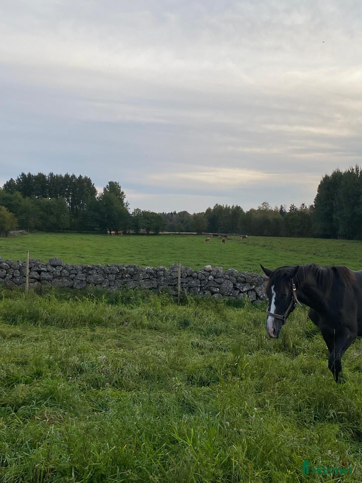  stallplats finnes: Lösdriftsplats finnes, samarbete önskas. i Skövde - Annons 2