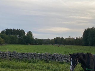 stallplats Lösdriftsplats finnes, samarbete önskas. i Skövde - Annons 23