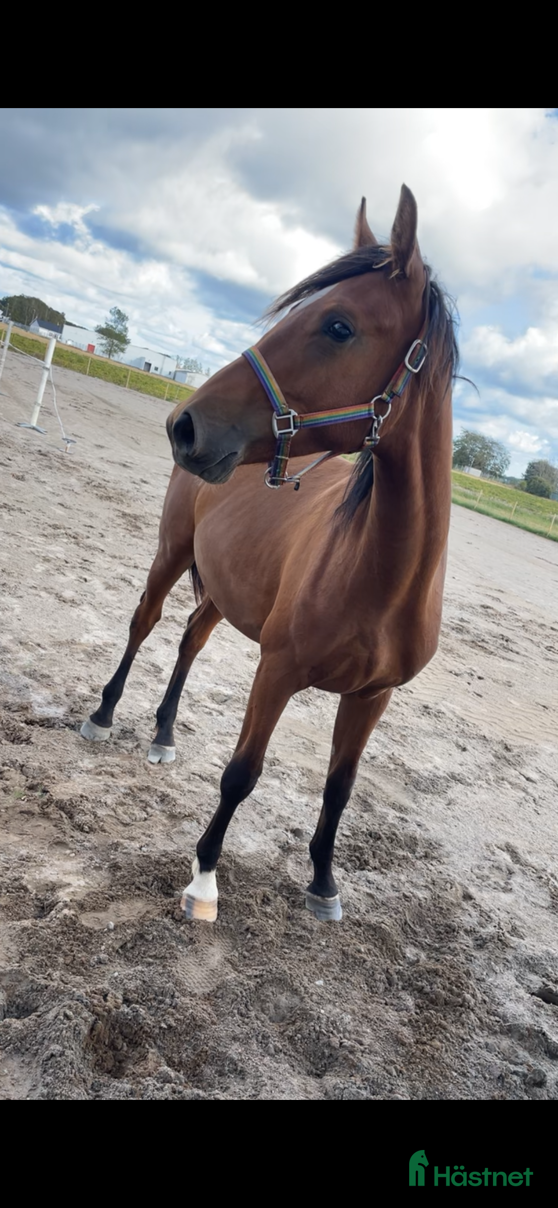  hästar Trevlig och fin 1-åring säljes i Laholm - Annons 7