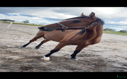 Allround hästar till salu: Trevlig och fin 1-åring säljes i Laholm - Annons 1