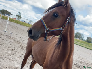 hästar Trevlig och fin 1-åring säljes i Laholm - Annons 21