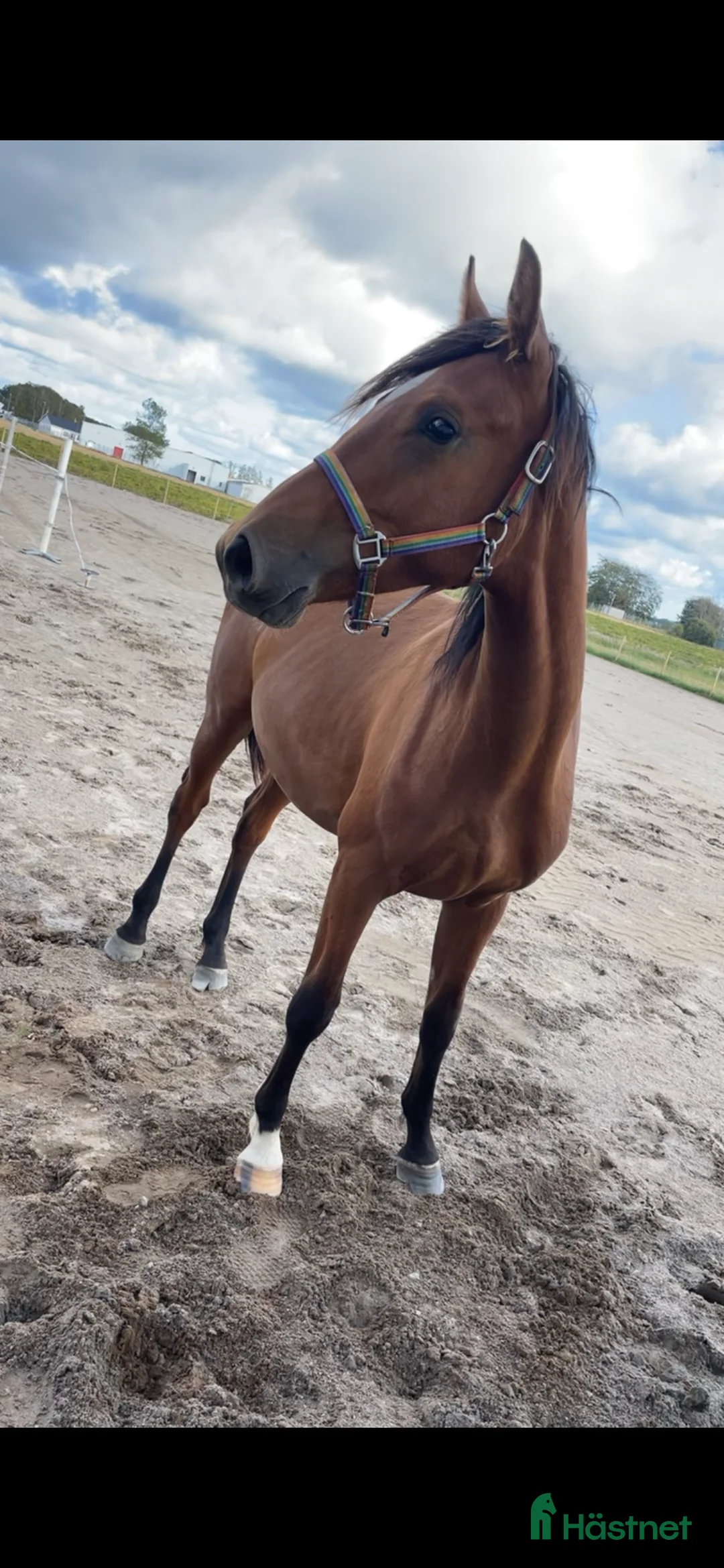 Allround hästar till salu: Trevlig och fin 1-åring säljes i Laholm - Annons 1