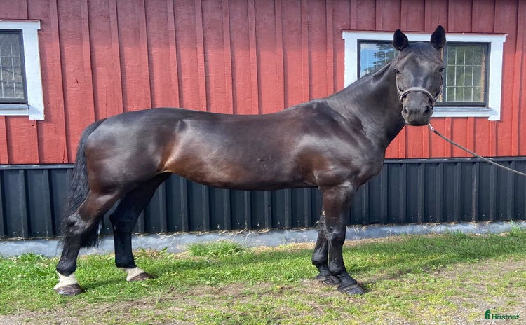  hästar i Simlångsdalen - Annons 13