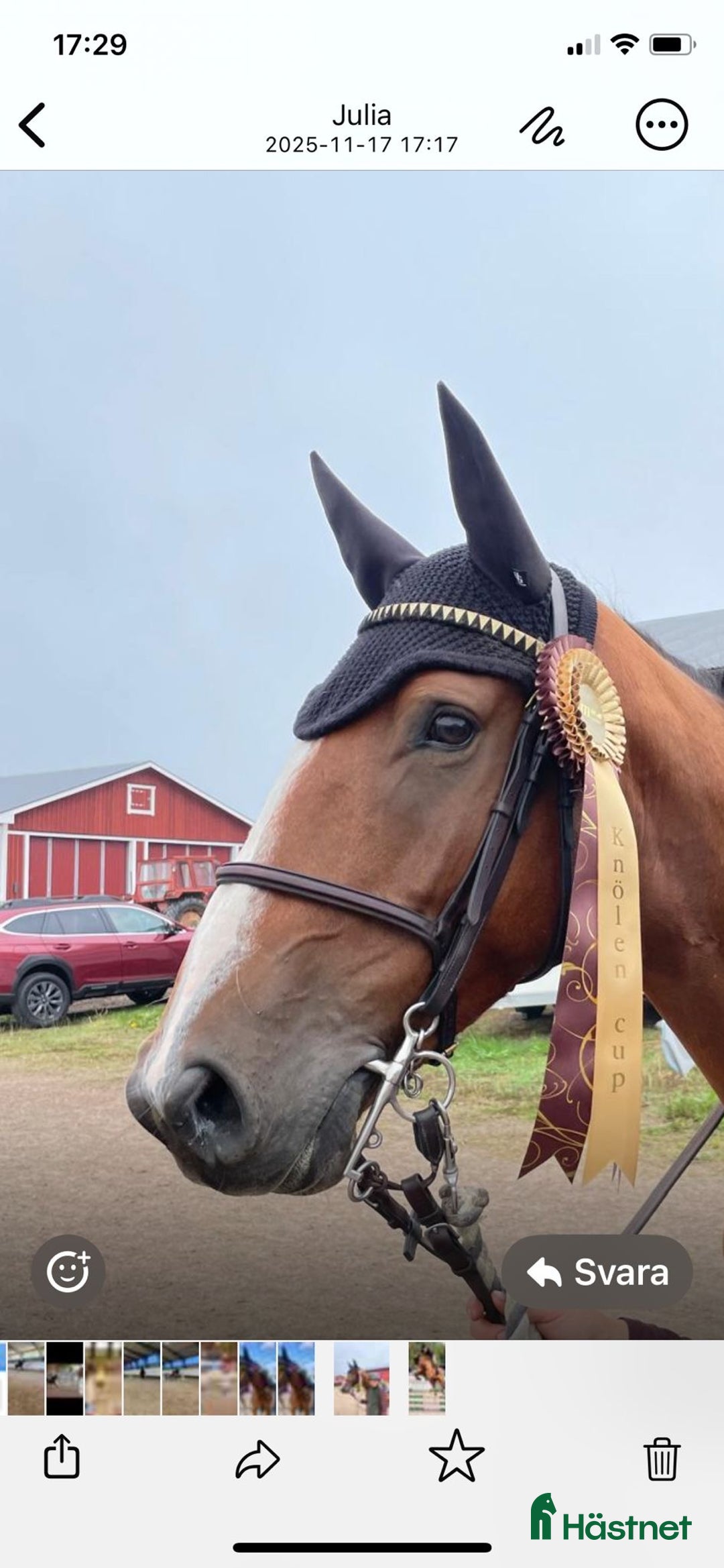 Hoppning hästar till salu: Toppstammad valack i Mjölby - Annons 1