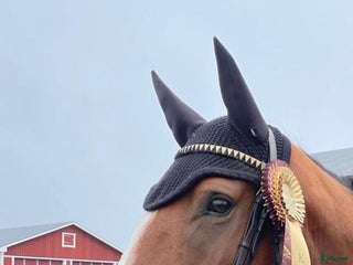 hästar Toppstammad valack i Mjölby - Annons 15