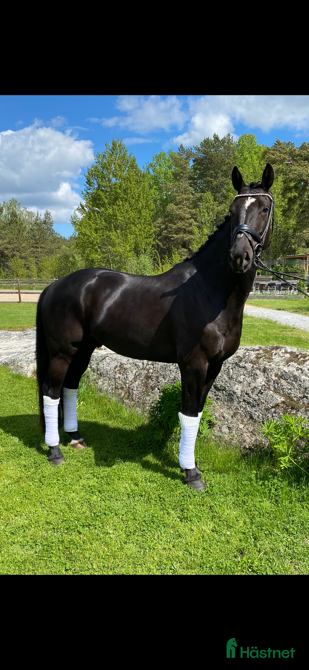 Dressyr hästar till salu: Lovande dressyrhäst som älskar att tävla i Rosersberg - Annons 2