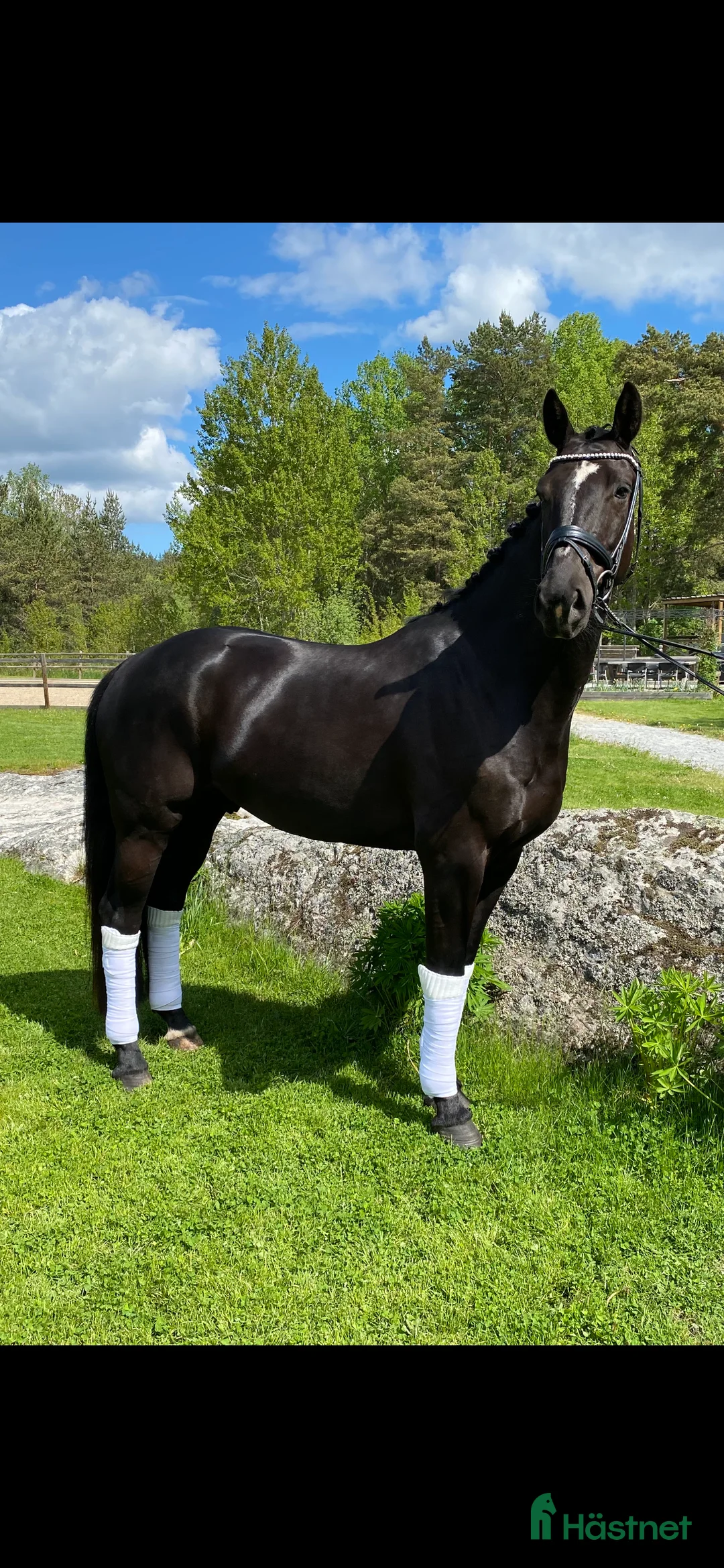 Dressyr hästar till salu: Lovande dressyrhäst som älskar att tävla i Rosersberg - Annons 2