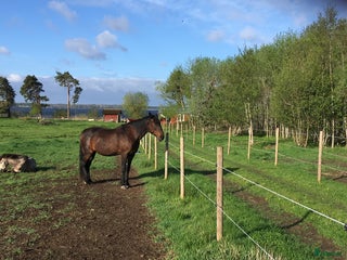 stallplats Lösdrift Unghingst Valack Sto Norrköping 2500:- i Norrköping - Annons 3