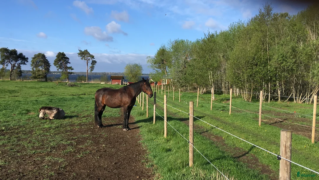  stallplats finnes: Lösdrift Unghingst Valack Sto Norrköping 2500:-  i Norrköping - Annons 1
