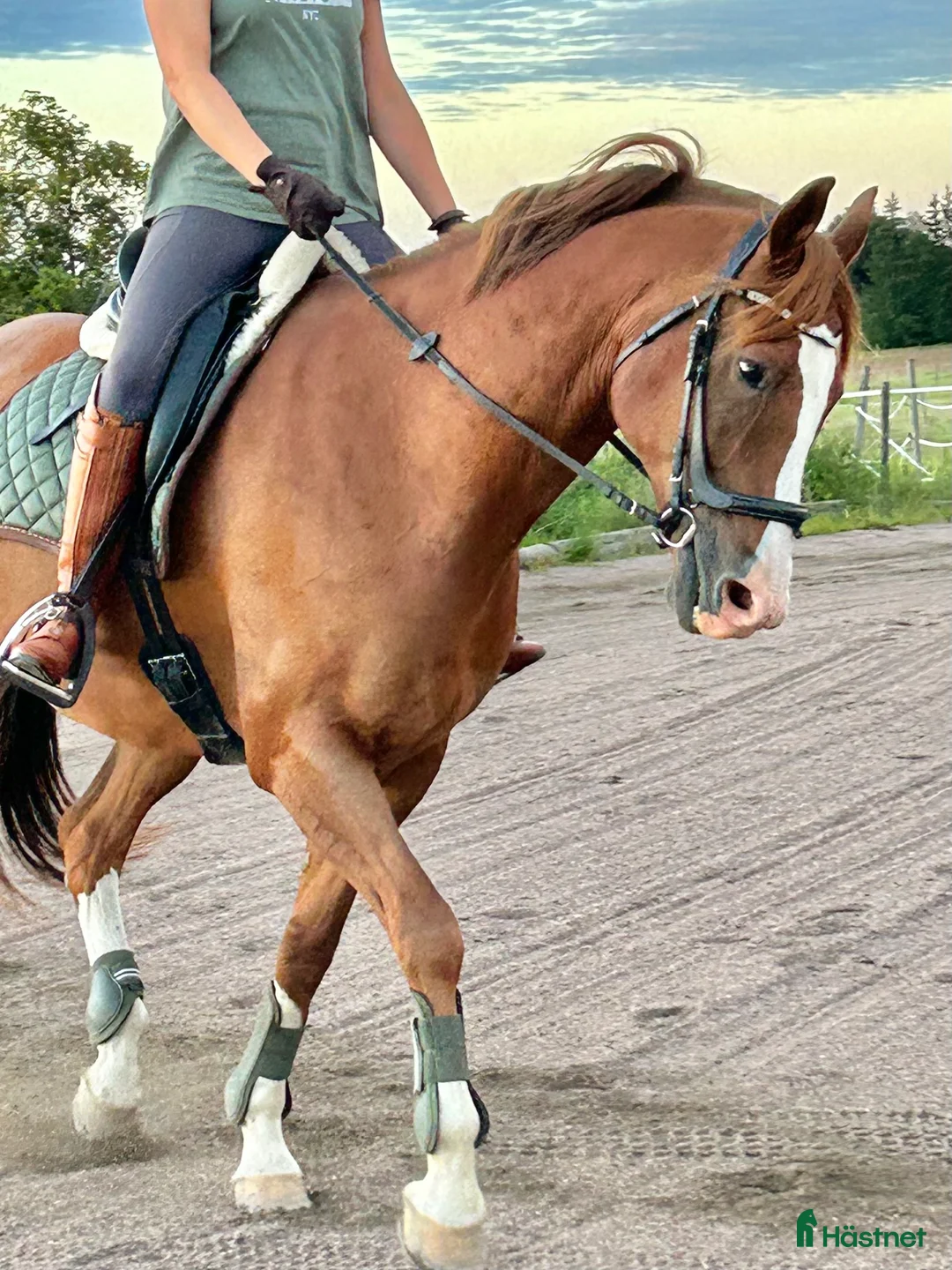 Dressyr hästar till salu: Härlig Snygg Valack Säljes! - Annons 5