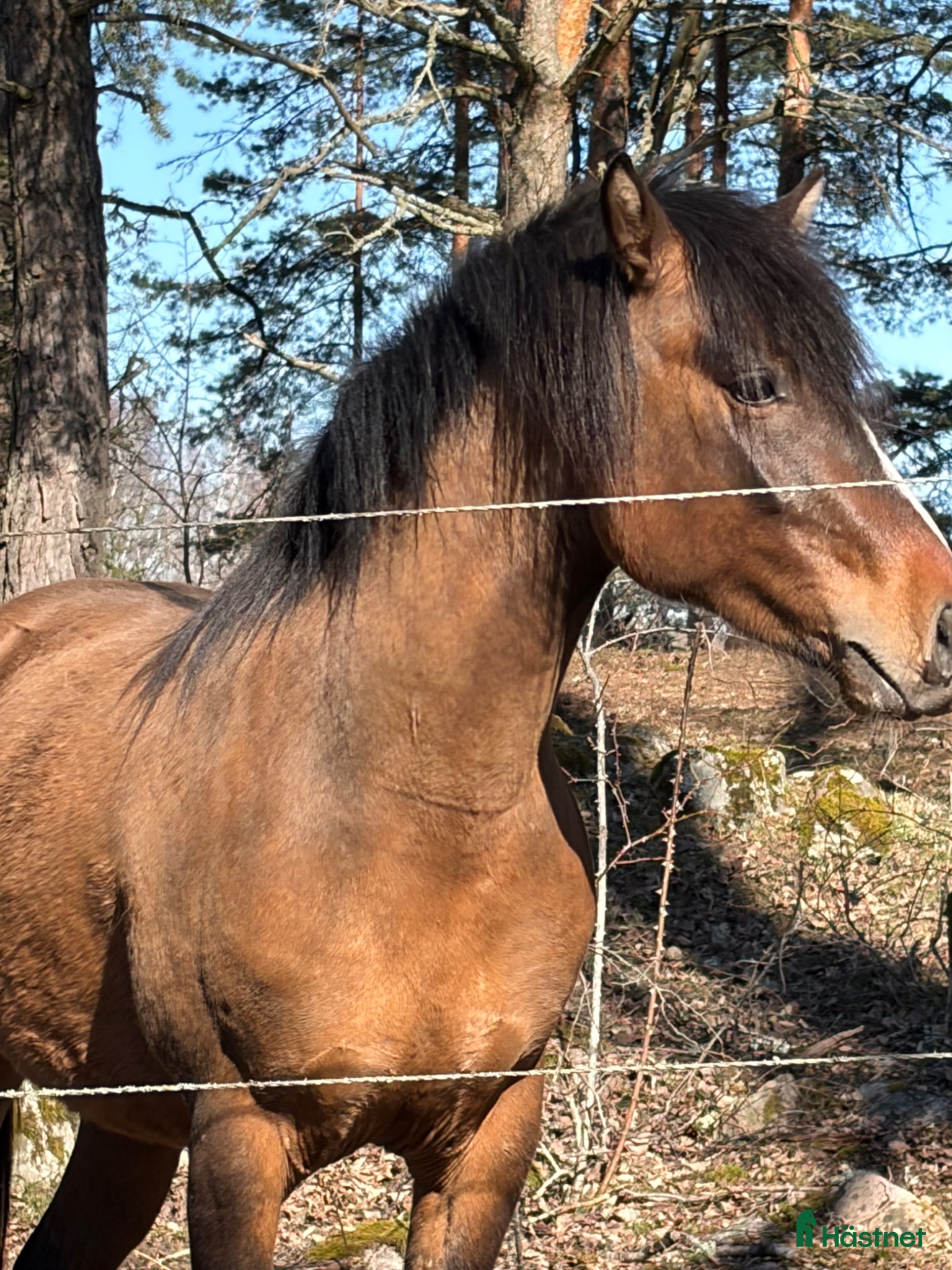  hästar Delikat, charmig , Trevlig ponnykille  - Annons 6