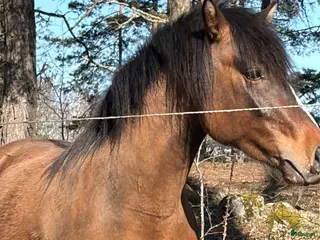 hästar Delikat, charmig , Trevlig ponnykille - Annons 6