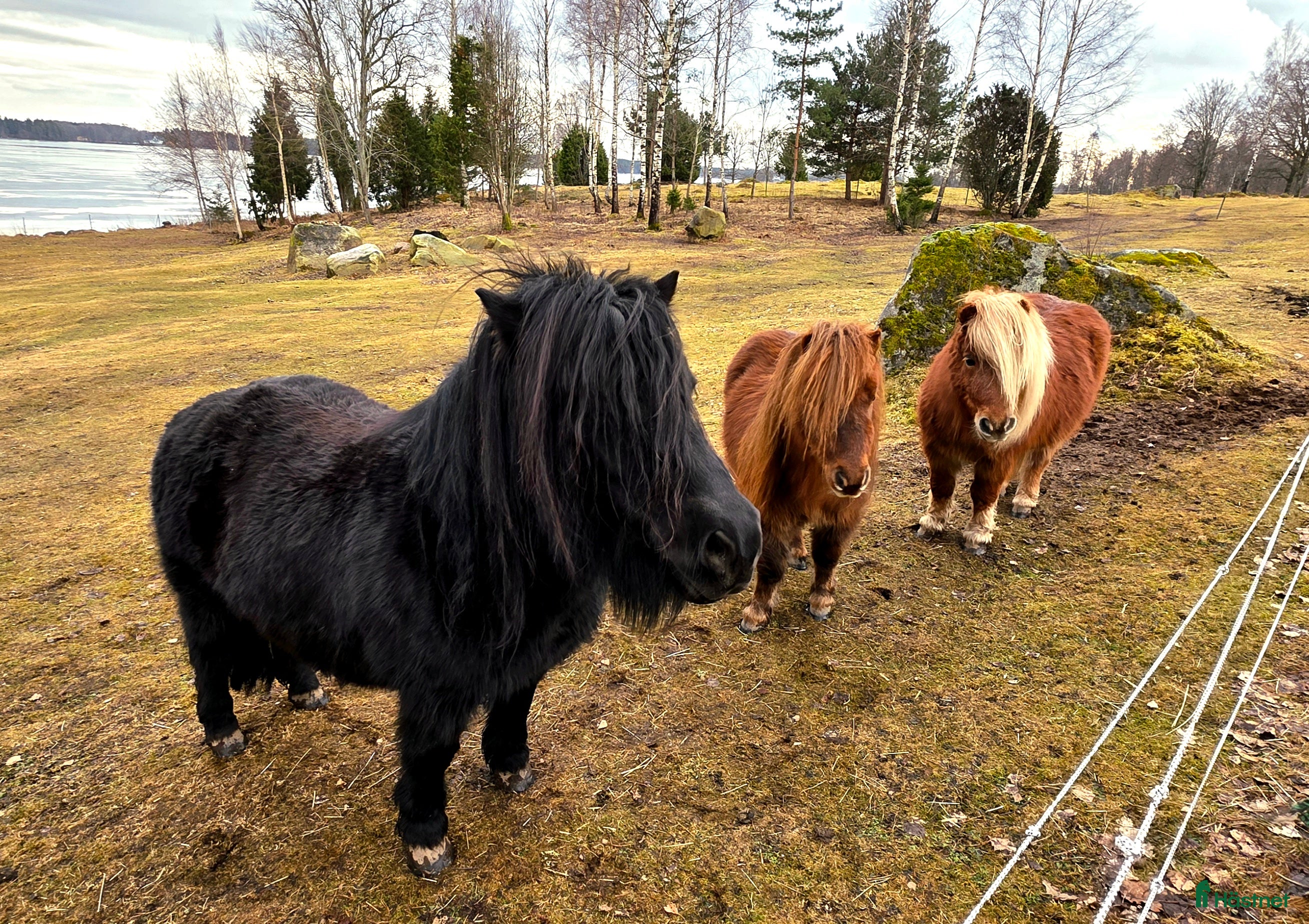  hästar Våra tre ponnyer söker ett nytt hem. - Annons 1