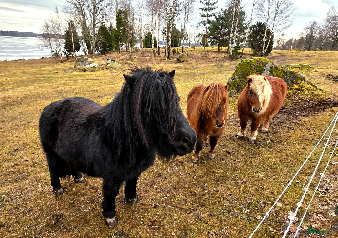 Övrigt hästar till salu: Våra tre ponnyer söker ett nytt hem. - Annons 1