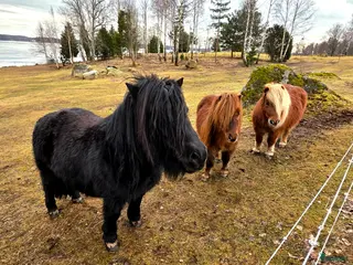 hästar Våra tre ponnyer söker ett nytt hem. - Annons 1