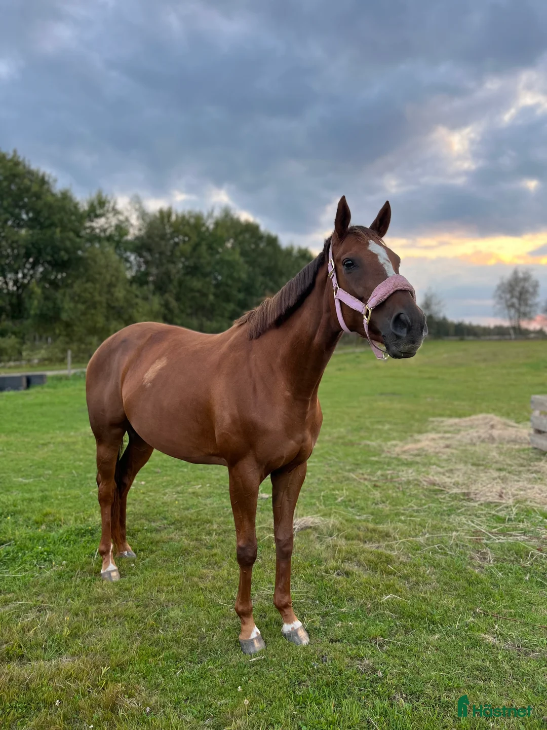 Allround hästar till salu: Världens finaste Häst. i Sandhult - Annons 2