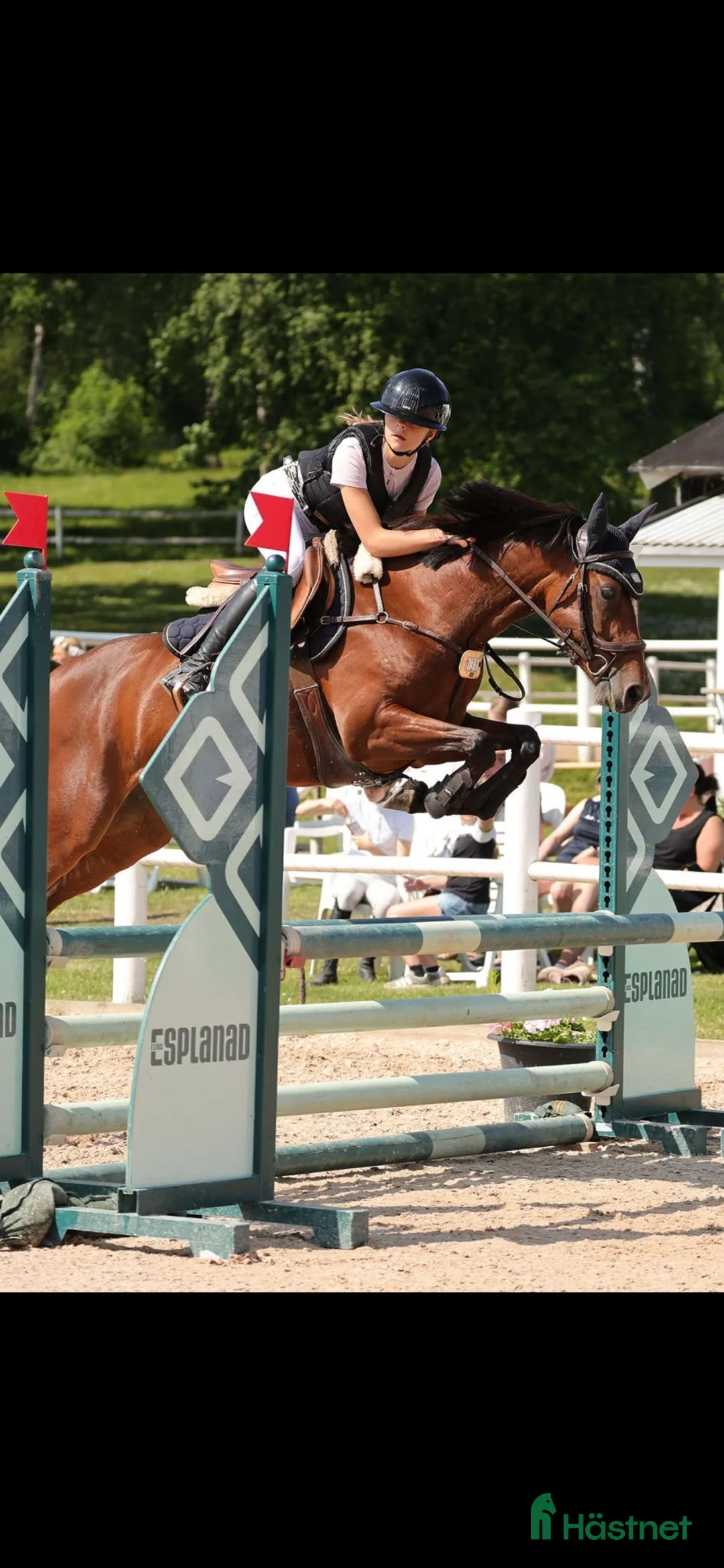 Hoppning hästar till salu: Sportponny med toppstam - Annons 2