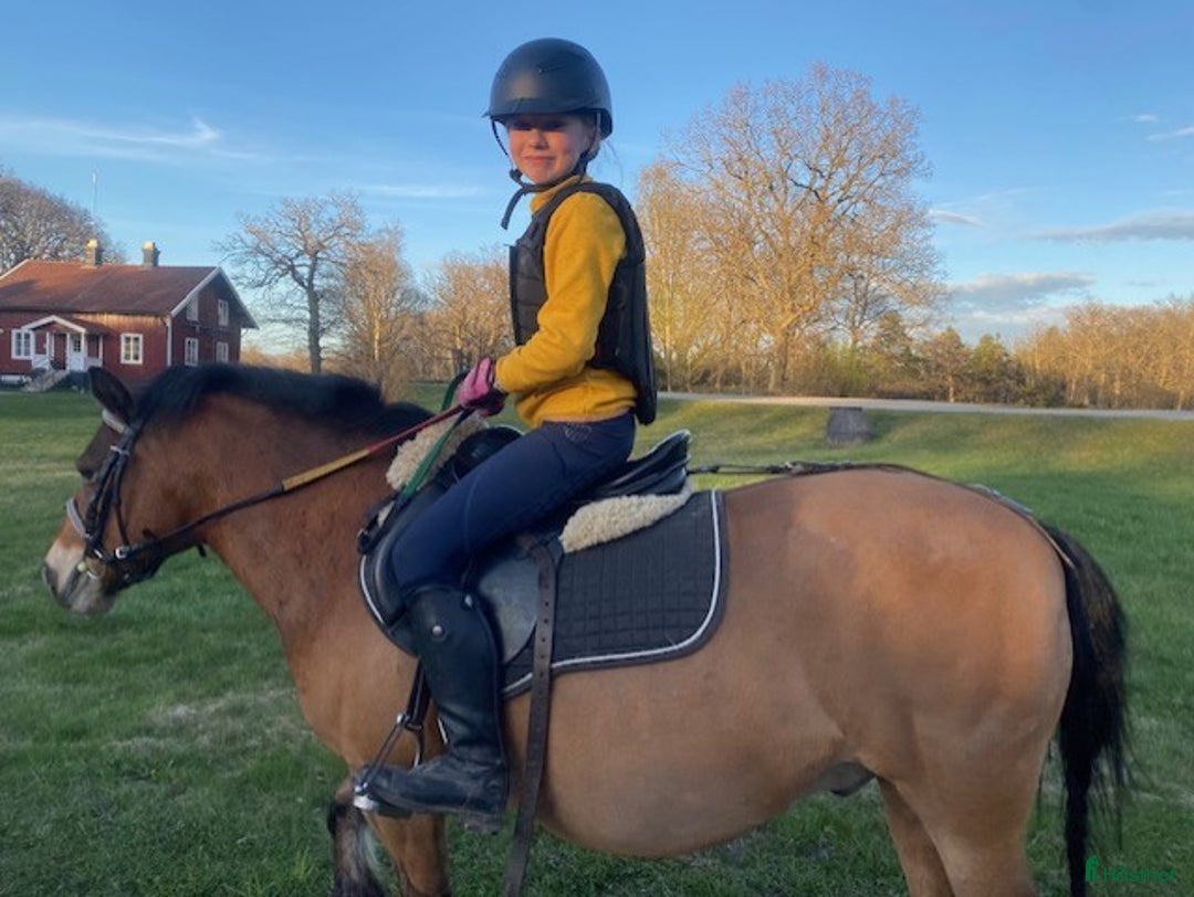  medryttarhäst sökes: Snäll A- eller B-ponny sökes - Annons 1